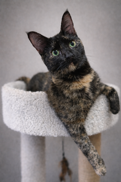 Toffee - JLI, an adoptable Domestic Short Hair in Cross Anchor, SC