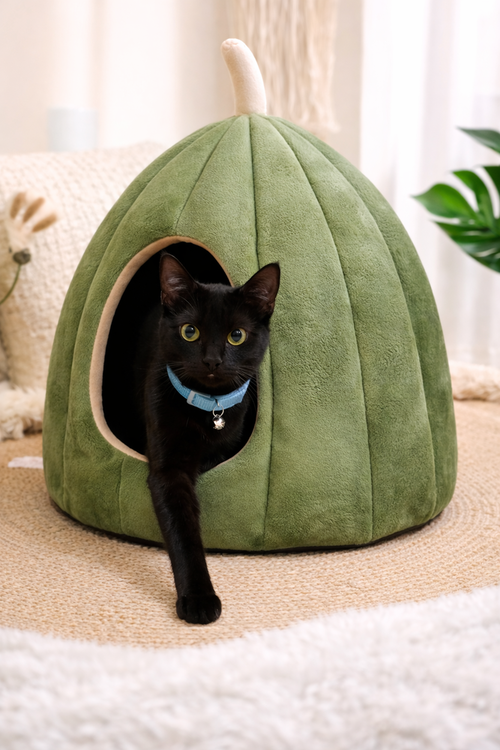 Jones - MS, an adoptable Domestic Short Hair in Cross Anchor, SC