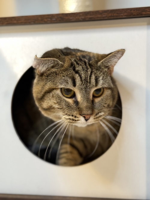 TUESDAY - MS - Domestic Short Hair available for adoption