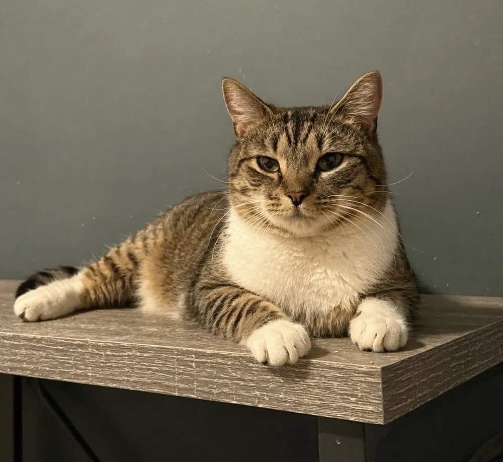 Ruby - Abbt - Domestic Short Hair