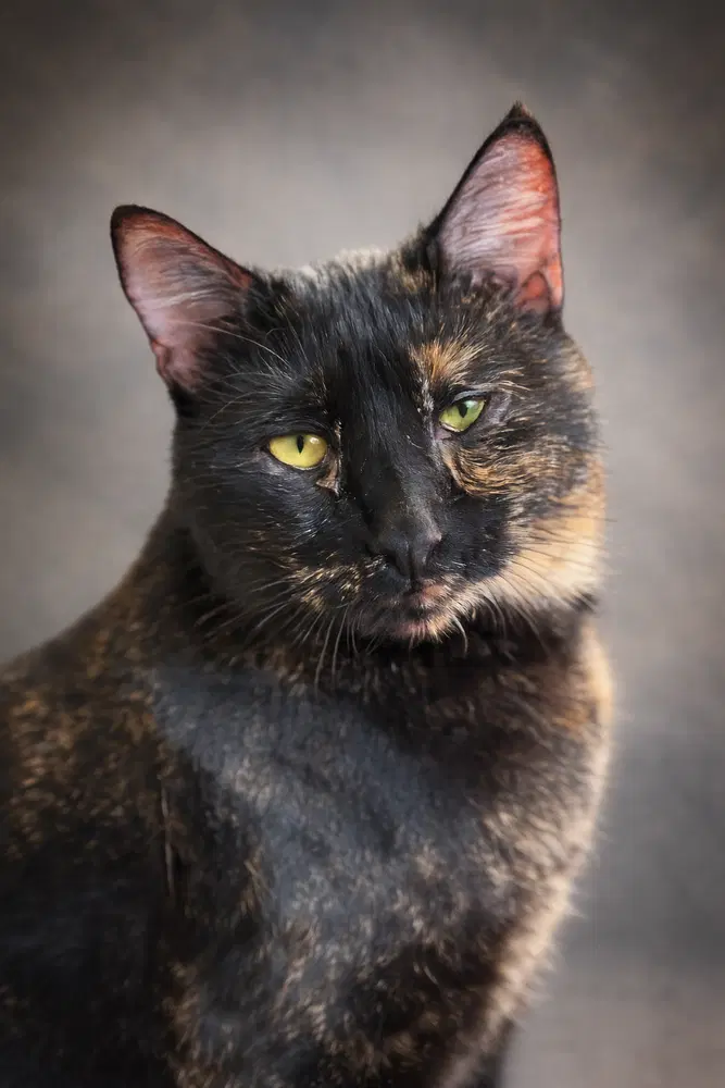 Meyers - Ms - Domestic Short Hair