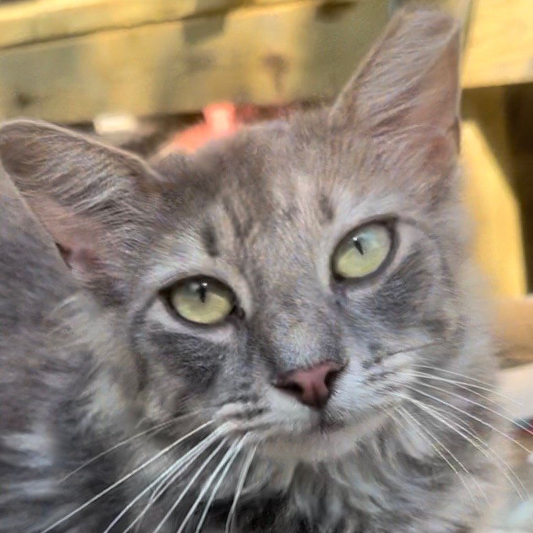 adoptable Cat in New Braunfels, TX named Graybelle