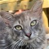 adoptable Cat in  named Graybelle