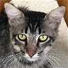 adoptable Cat in new braunfels, TX named Afortunado