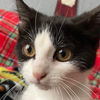 adoptable Cat in New Braunfels, TX named Kage