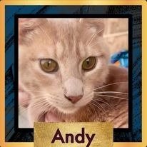 adoptable Cat in New Braunfels, TX named Andy