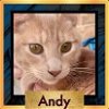 adoptable Cat in new braunfels, TX named Andy