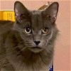 adoptable Cat in new braunfels, TX named Blu