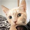 adoptable Cat in new braunfels, TX named Butter