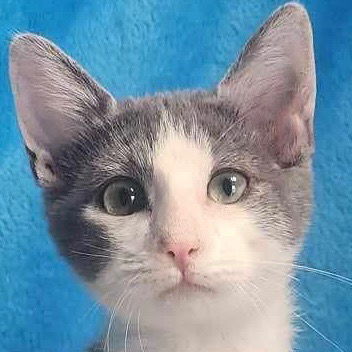 adoptable Cat in New Braunfels, TX named Earth de Loretta