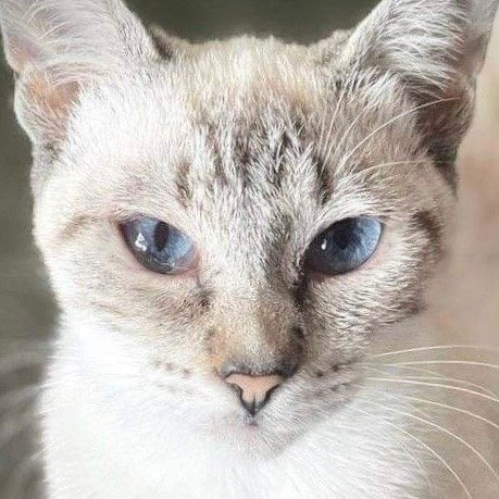 adoptable Cat in New Braunfels, TX named Kacey