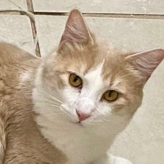 adoptable Cat in New Braunfels, TX named Paris