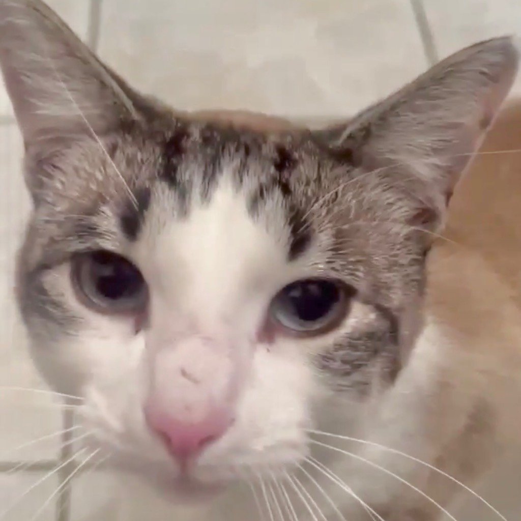 adoptable Cat in New Braunfels, TX named Yuki