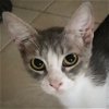 adoptable Cat in new braunfels, TX named Blair
