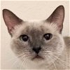 adoptable Cat in new braunfels, TX named Ava
