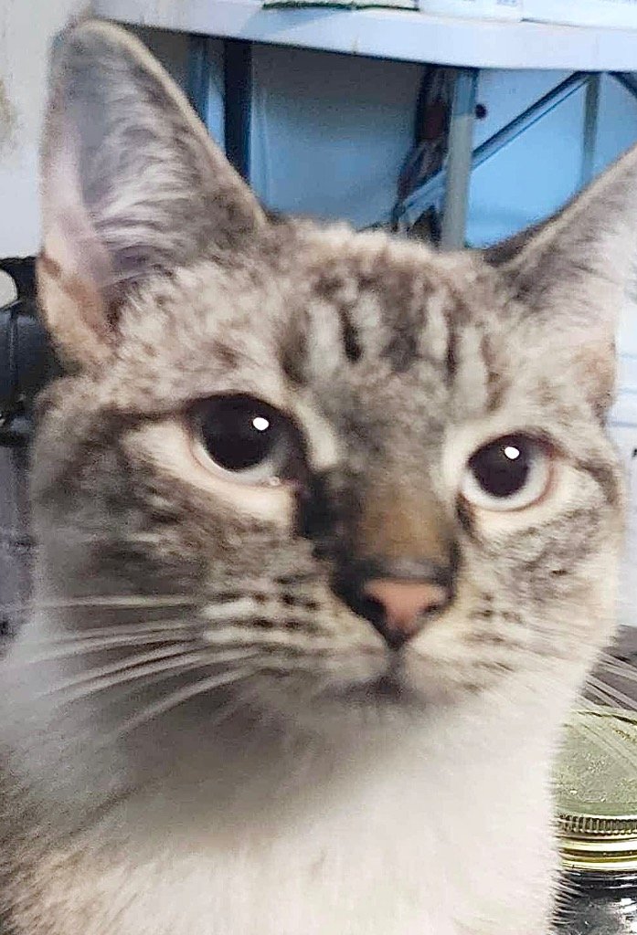 adoptable Cat in New Braunfels, TX named Tiptoe