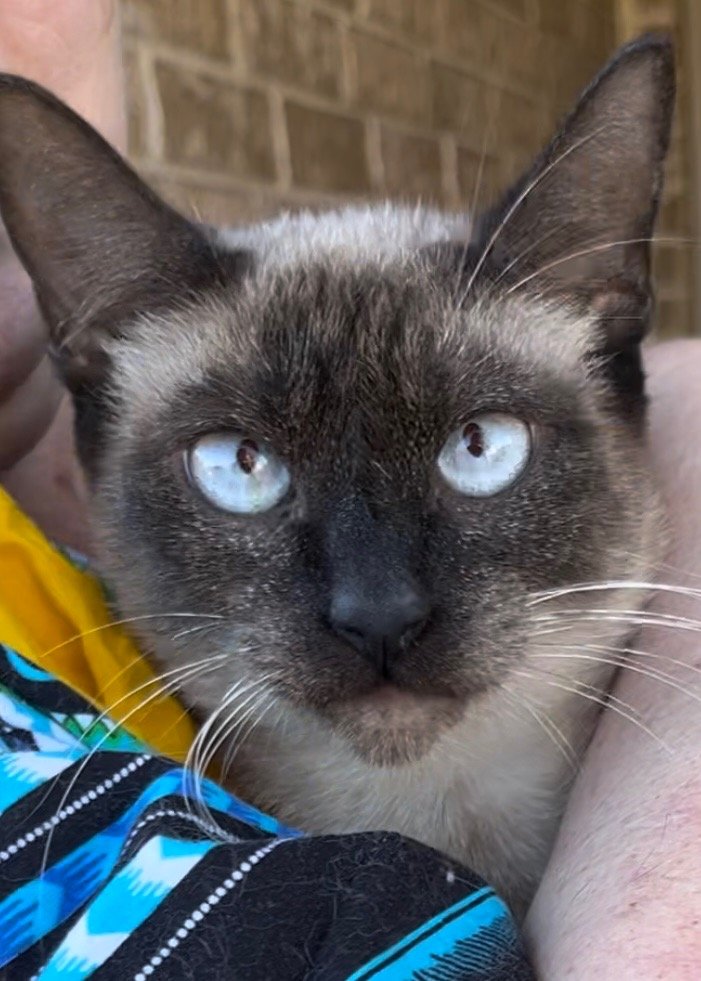adoptable Cat in New Braunfels, TX named Corie