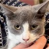 adoptable Cat in new braunfels, TX named Barn home Barney