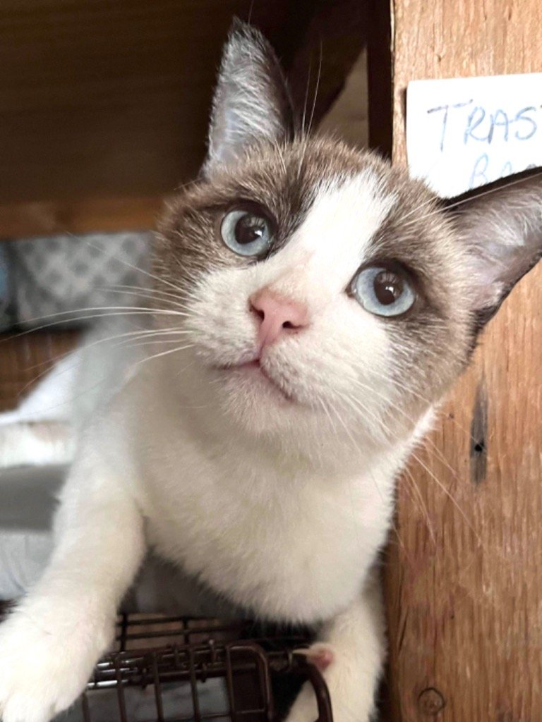 adoptable Cat in New Braunfels, TX named Chloe
