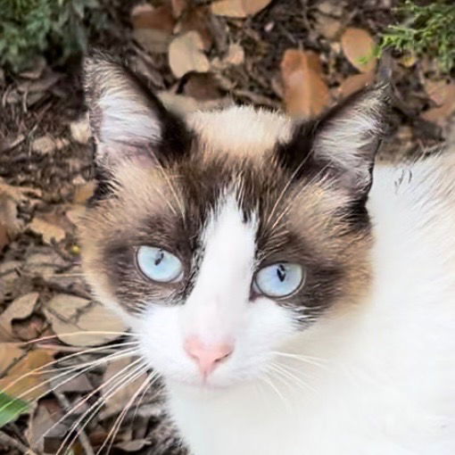 adoptable Cat in New Braunfels, TX named Chloe