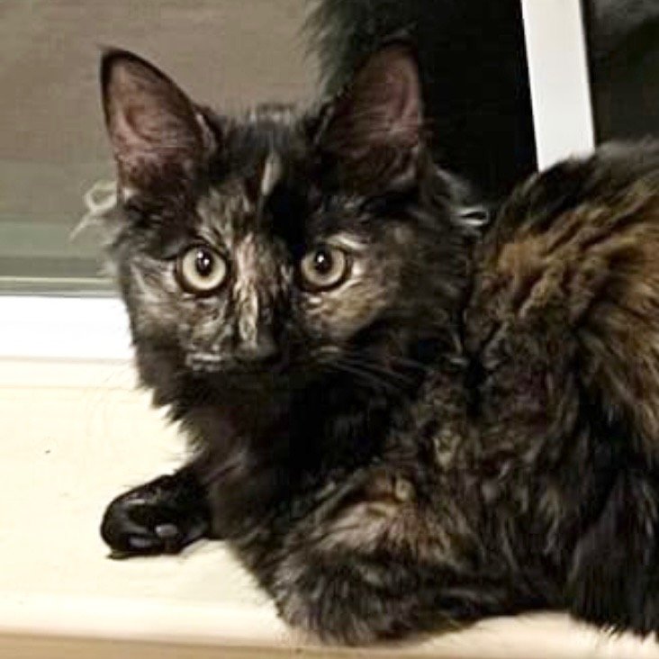 adoptable Cat in New Braunfels, TX named Andromeda