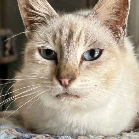 adoptable Cat in New Braunfels, TX named Wheezy