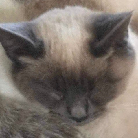 adoptable Cat in New Braunfels, TX named Poppy