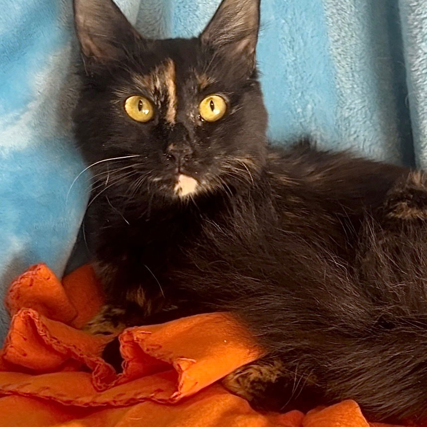 adoptable Cat in New Braunfels, TX named Delilah