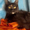 adoptable Cat in New Braunfels, TX named Delilah