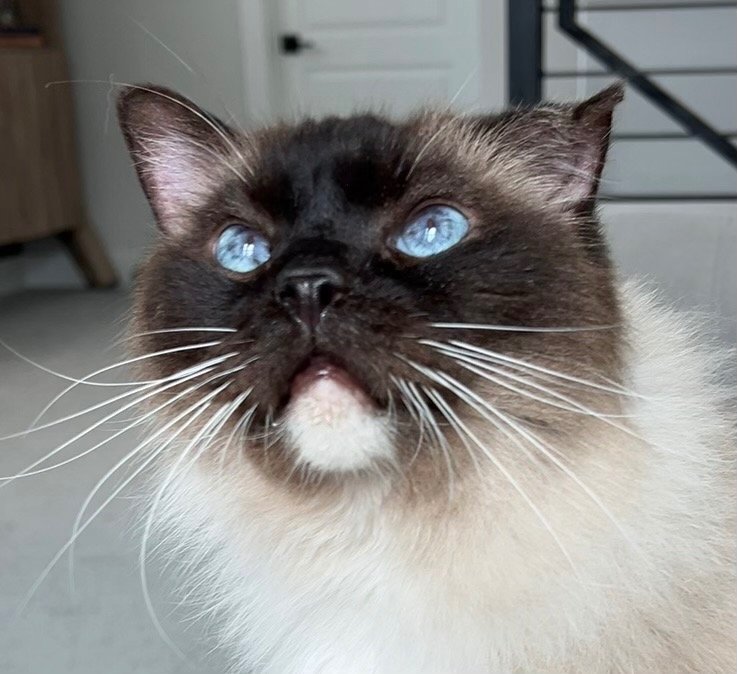 adoptable Cat in New Braunfels, TX named Van Cat Morrison