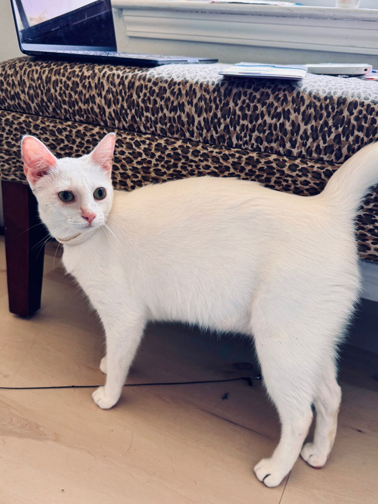 adoptable Cat in New Braunfels, TX named Meringue