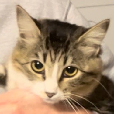 adoptable Cat in New Braunfels, TX named Emmy