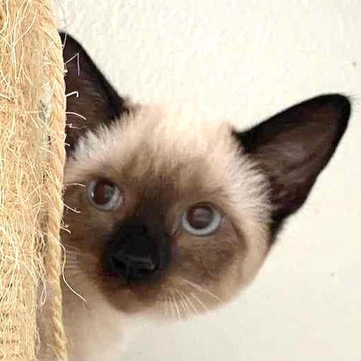 adoptable Cat in New Braunfels, TX named Cinnamon