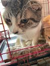 adoptable Cat in new braunfels, TX named Aberdeen