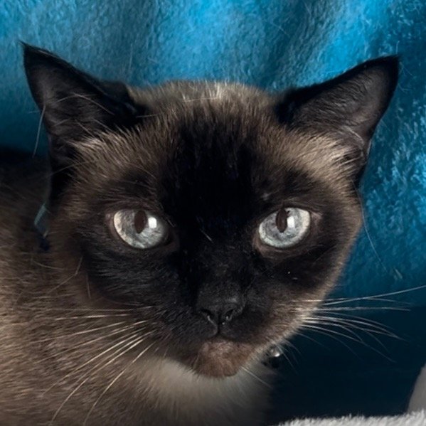 adoptable Cat in New Braunfels, TX named Bailey - dark purple collar