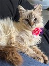 adoptable Cat in new braunfels, TX named Athena