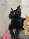 adoptable Cat in New Braunfels, TX named Salem Bear - Onyx