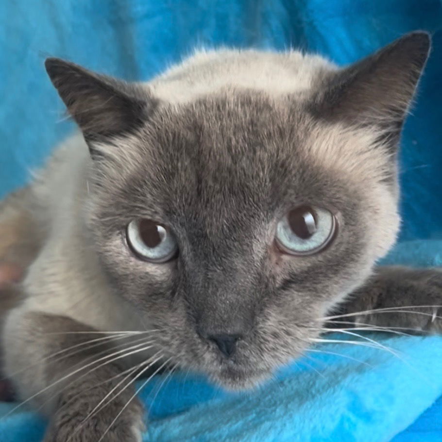 adoptable Cat in New Braunfels, TX named Joshua - cream collar