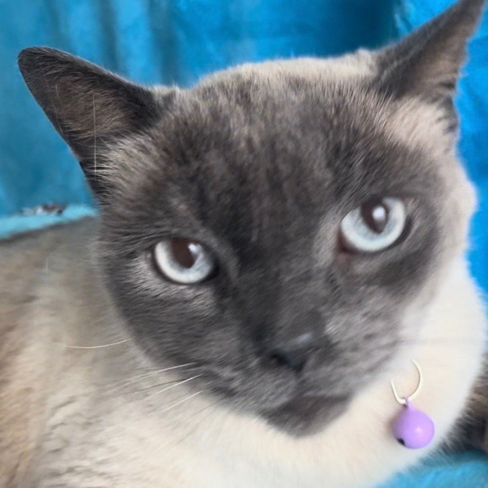 adoptable Cat in New Braunfels, TX named Jericho - light purple