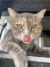 adoptable Cat in new braunfels, TX named BumbleBee