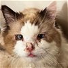adoptable Cat in  named Stevie Wondercat