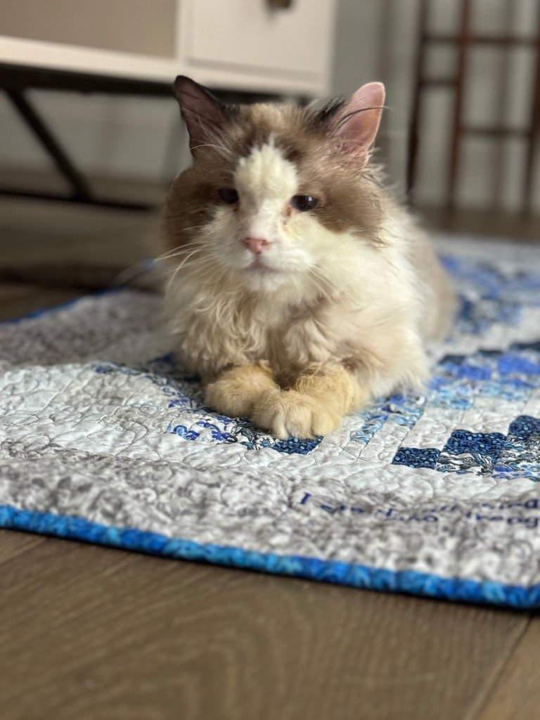 adoptable Cat in New Braunfels, TX named Stevie Wondercat