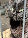adoptable Cat in new braunfels, TX named Blackberry