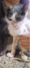 adoptable Cat in new braunfels, TX named Amari