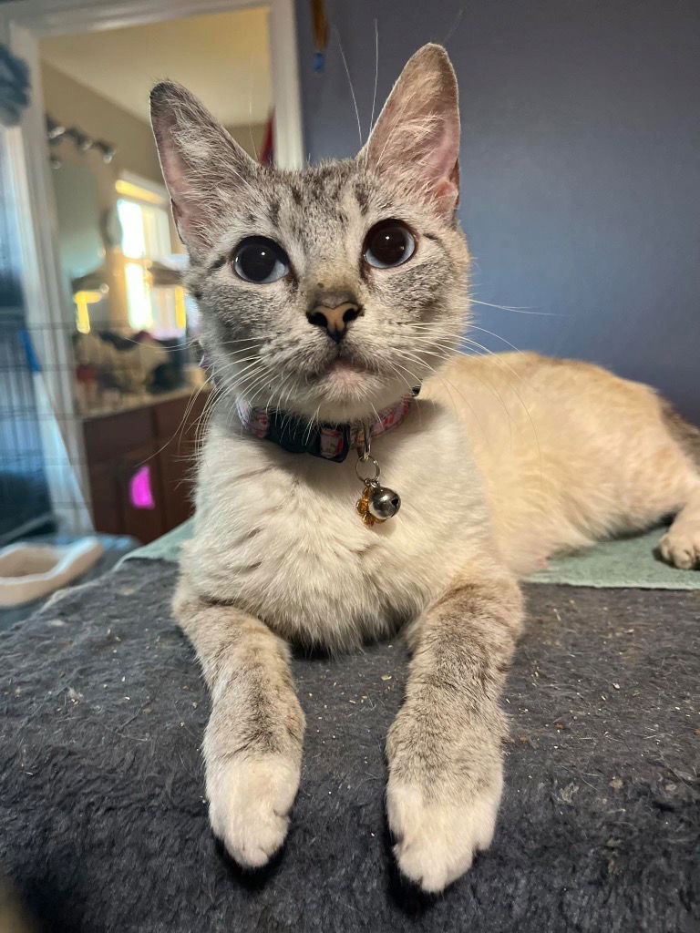 adoptable Cat in New Braunfels, TX named WonderWoman