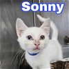 adoptable Cat in  named Sonny