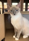 adoptable Cat in New Braunfels, TX named JasmineRain