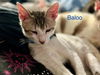 adoptable Cat in New Braunfels, TX named Baloo