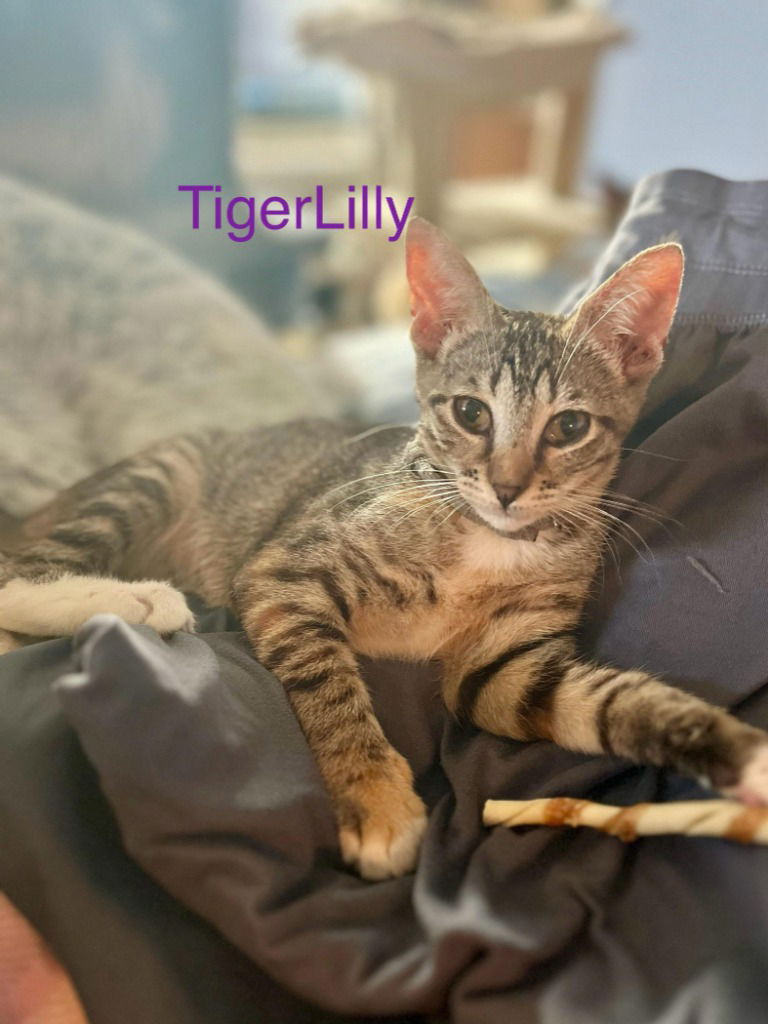 adoptable Cat in New Braunfels, TX named Tigerlilly