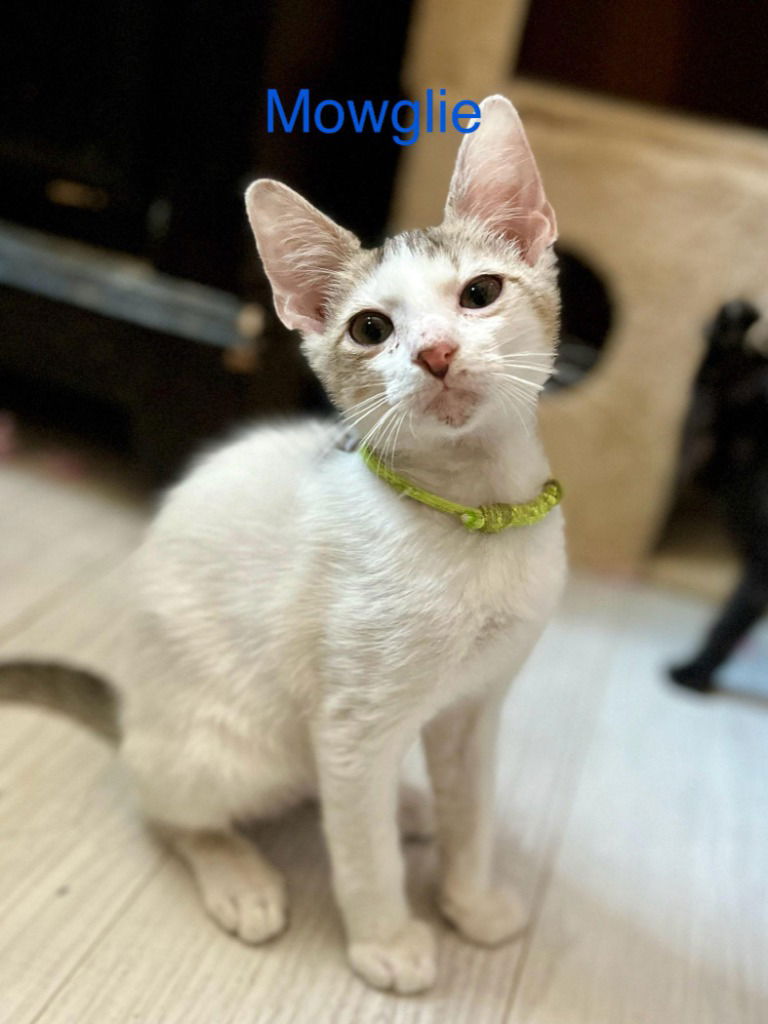 adoptable Cat in New Braunfels, TX named Mowglie